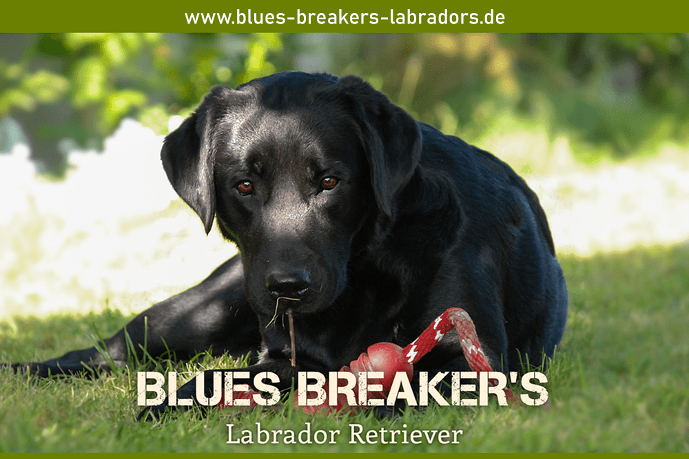 (c) Blues-breakers-labradors.de